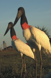Jaburu stork - Pantanal