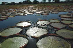Water lilies - Amazon