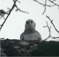 Harpy Eagle Juvenile