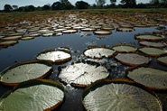 Water lillies in the Amazon